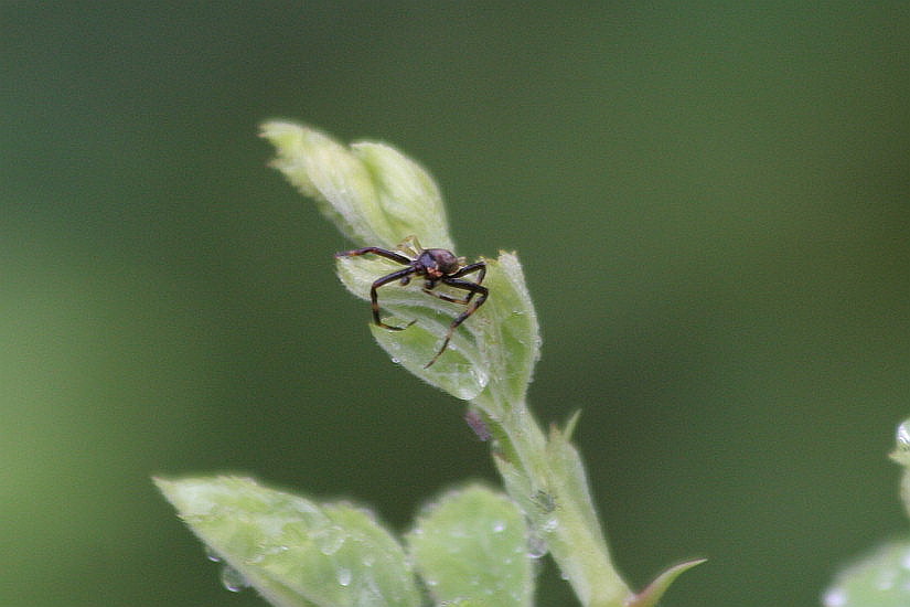 Maschio di Thomisidae